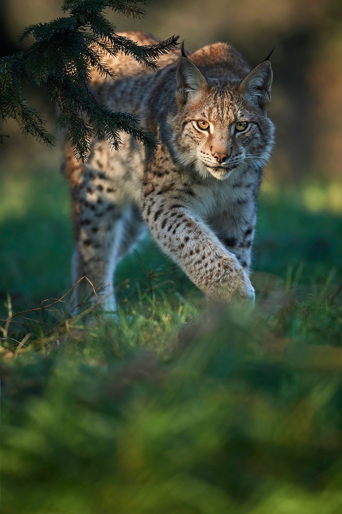 Luchs