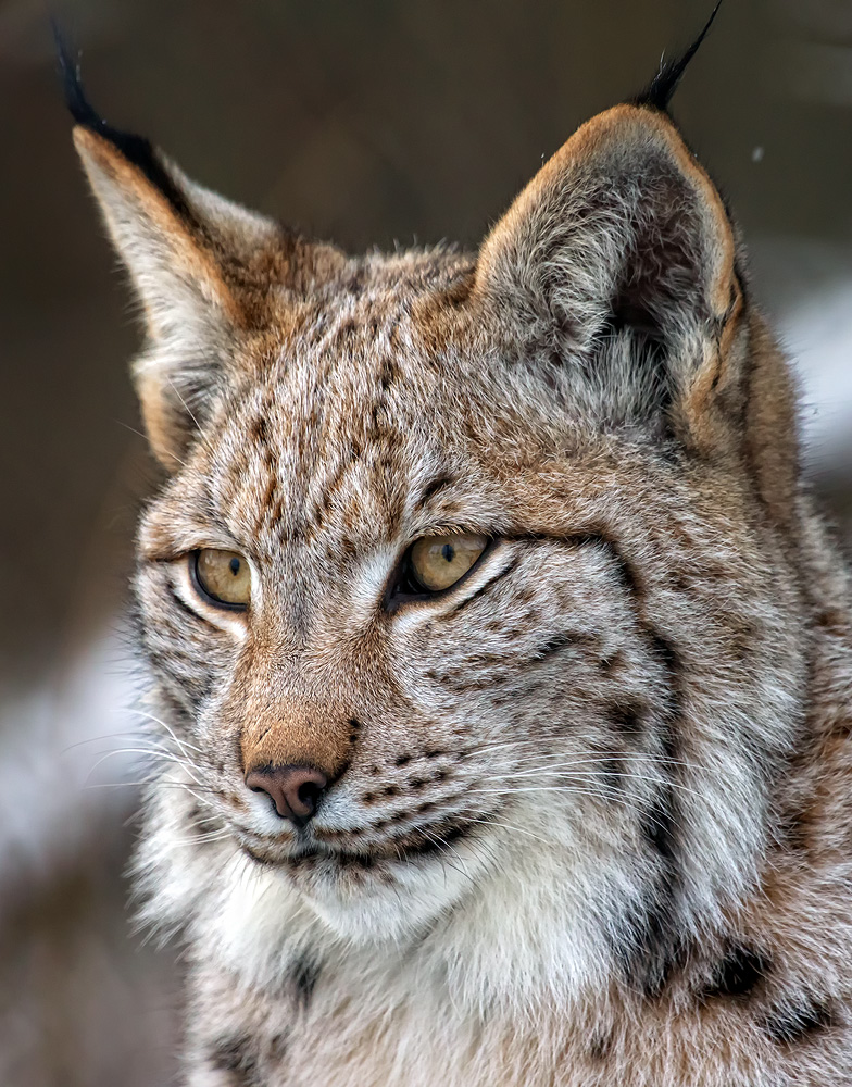 Luchs