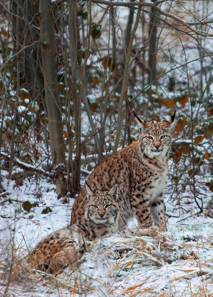 Luchs