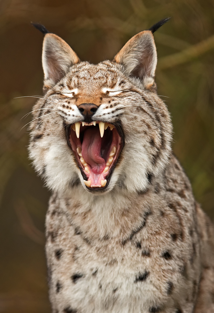 Luchs