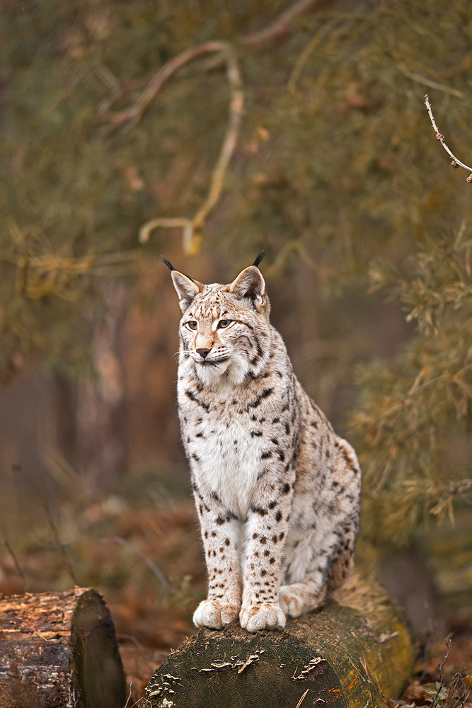 Luchs