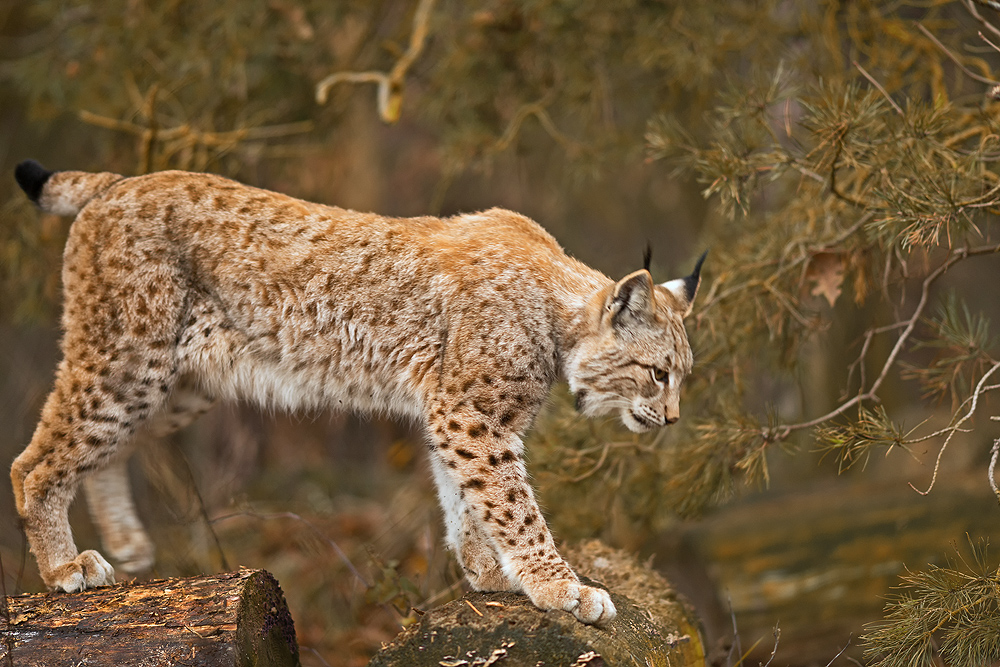 Luchs