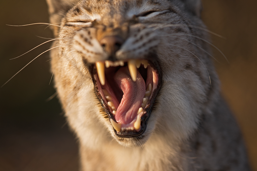 Luchs