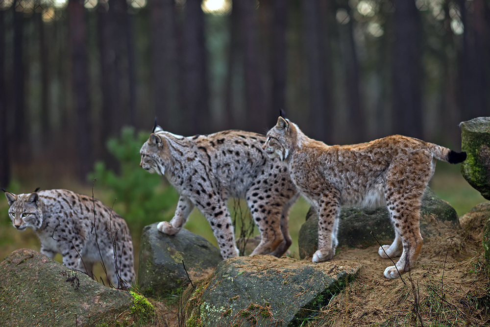 Luchs