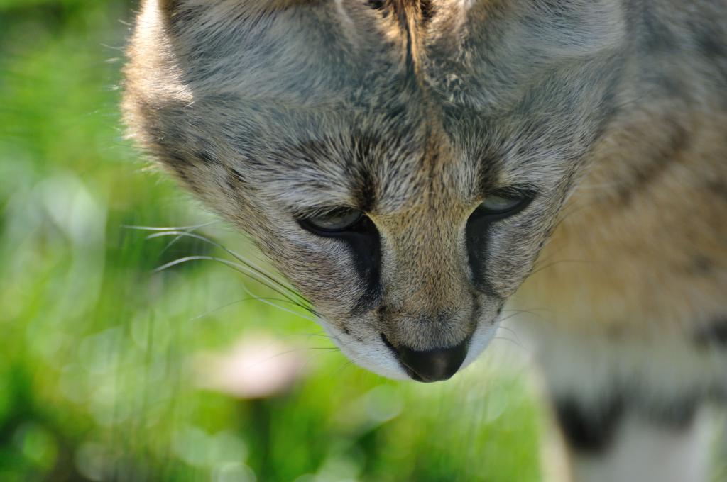 Luchs
