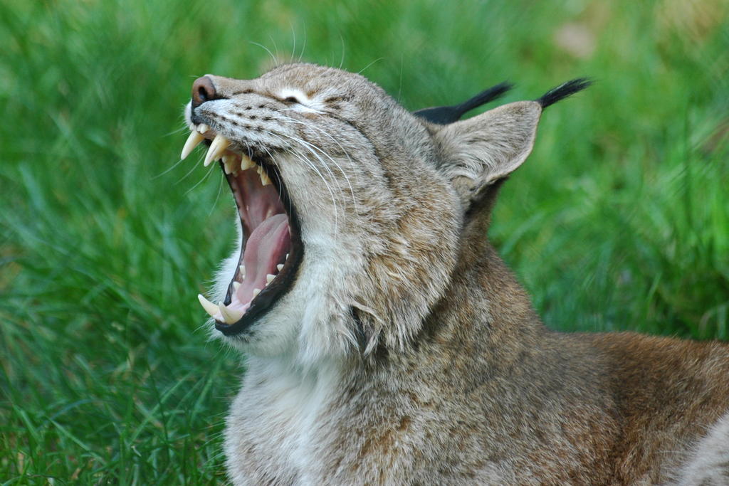 Luchs