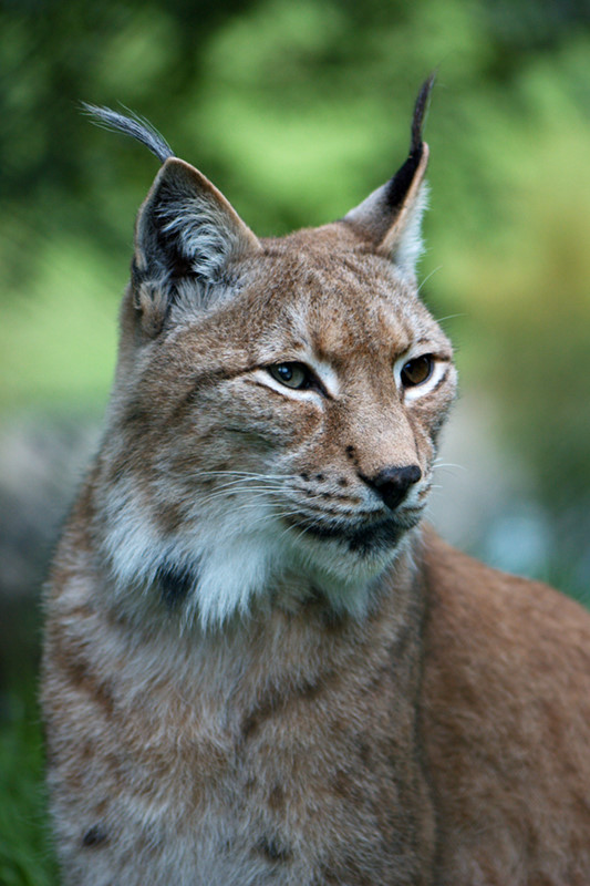 Luchs