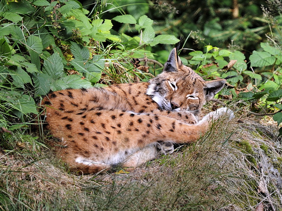 luchs1