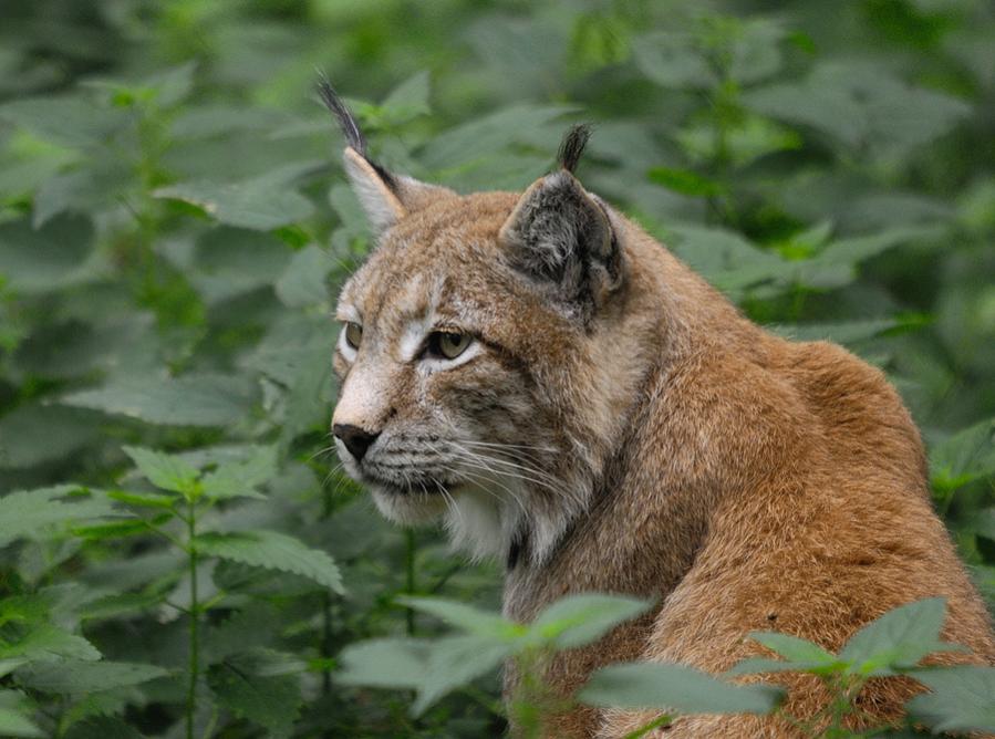 Luchs1