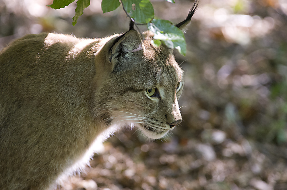 Luchs2