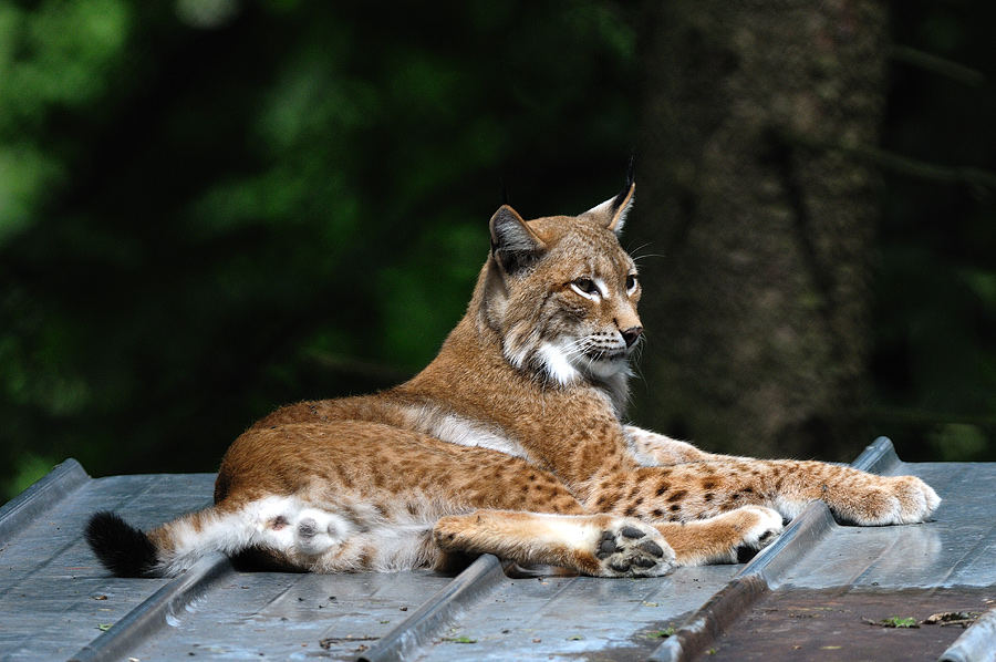 Luchs2