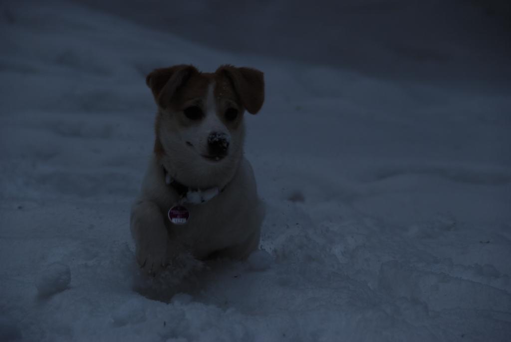 Lucy, der kleine Terriermischling, einst sah er noch so
aus - kurz bevor er von uns adoptiert wurde:
http://www.fotocommunity.de/pc/pc/pcat/461794/dis