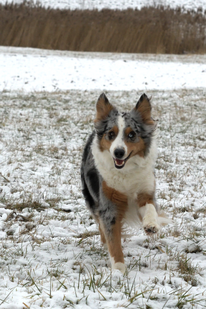 Lucy im Schnee