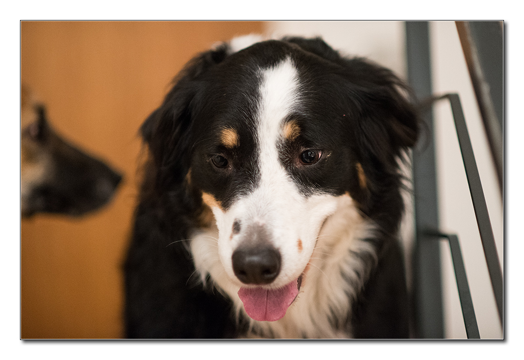 lucy2