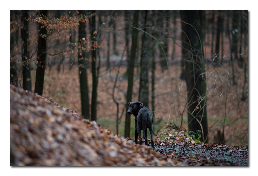 Lupa am 1. Januar