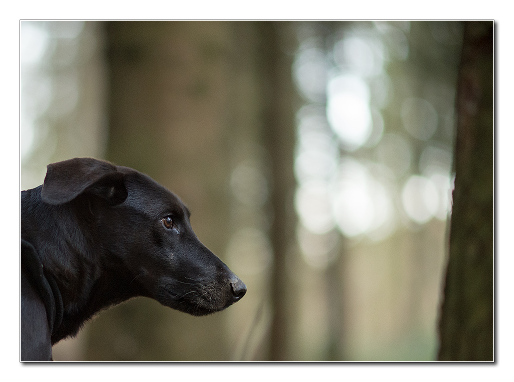 lupa bokeh