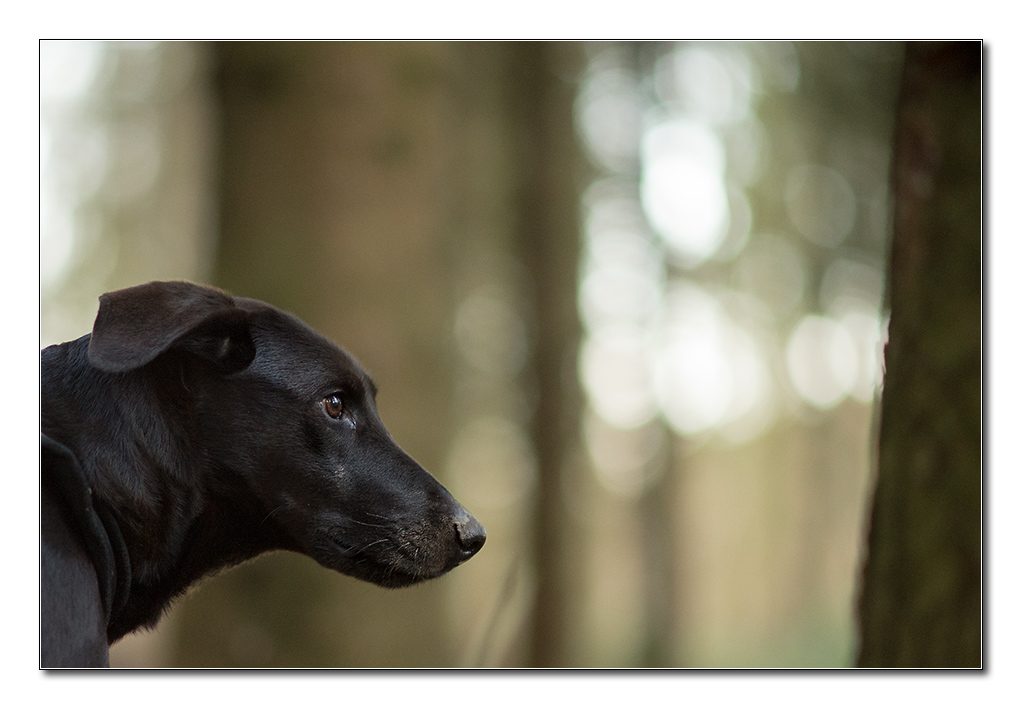 lupa bokeh2