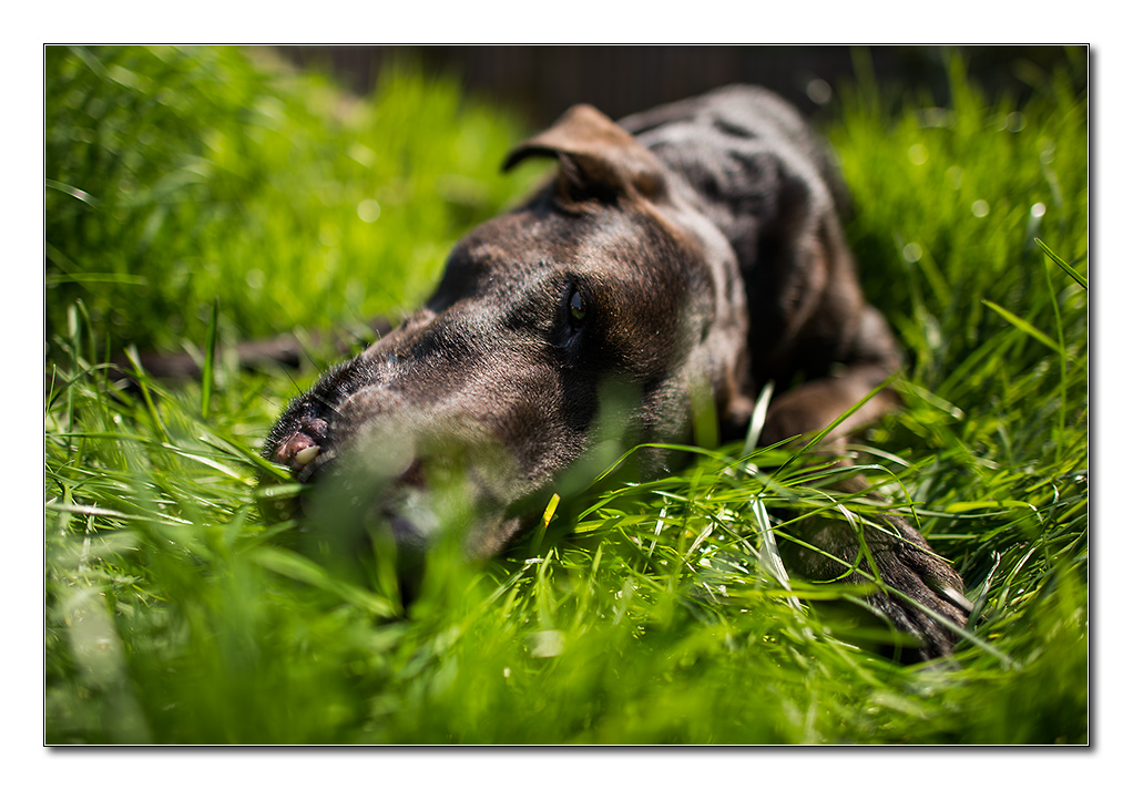 Lupa im Gras