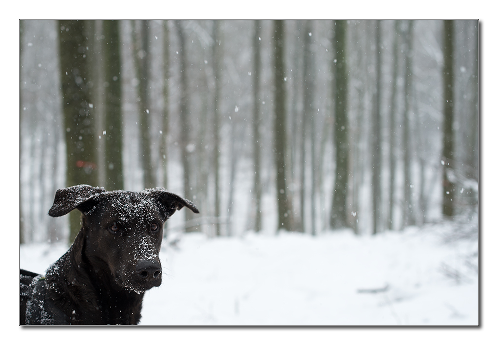 Lupa im Schnee