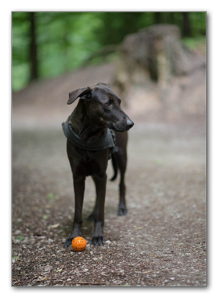 Lupa mit Ball