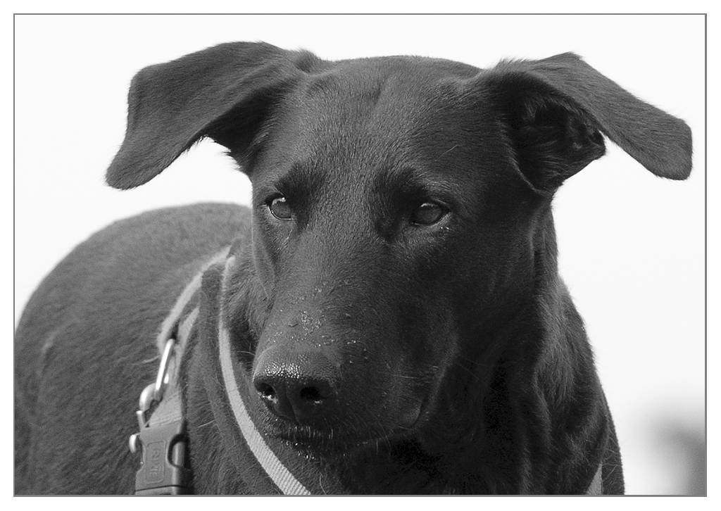 Lupa Portrait sw Juni 2011