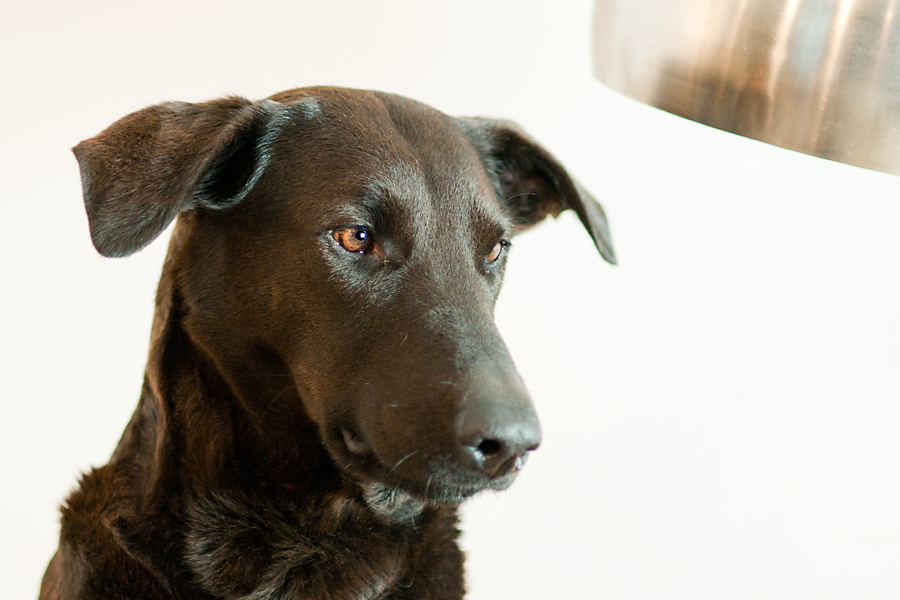Lupa Portrait