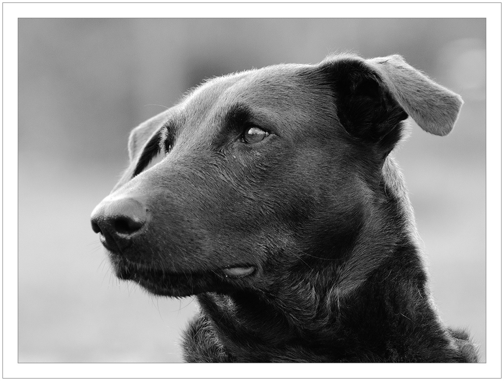 Lupa SW Portrait