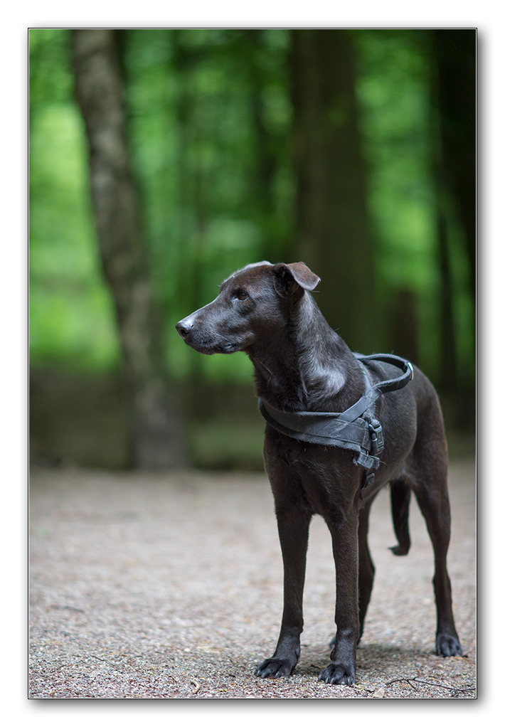 lupi im dunkln wald