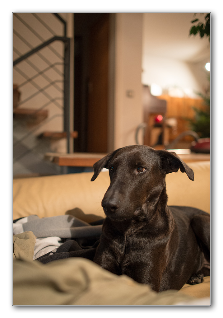 lupi