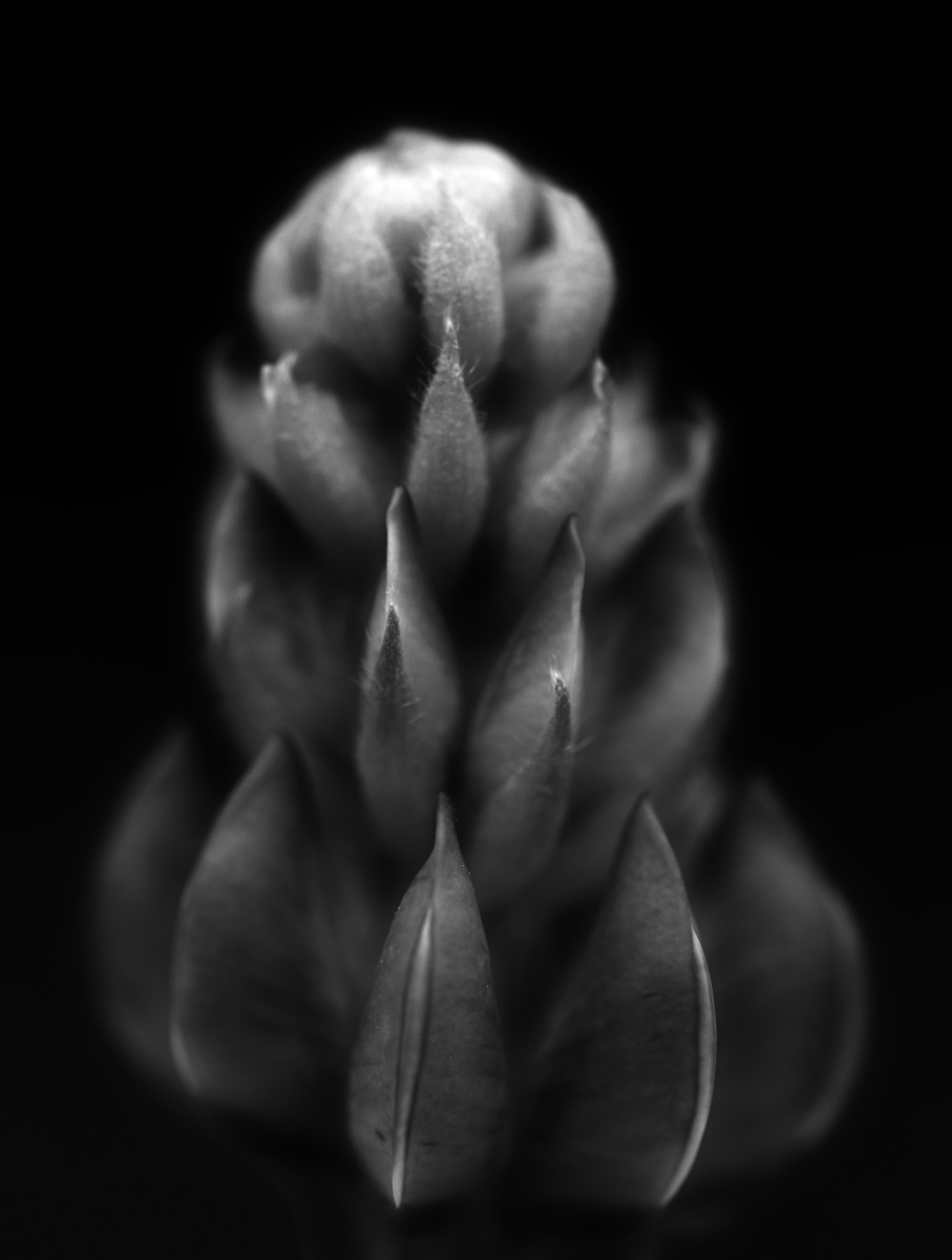 Lupine BW.jpg