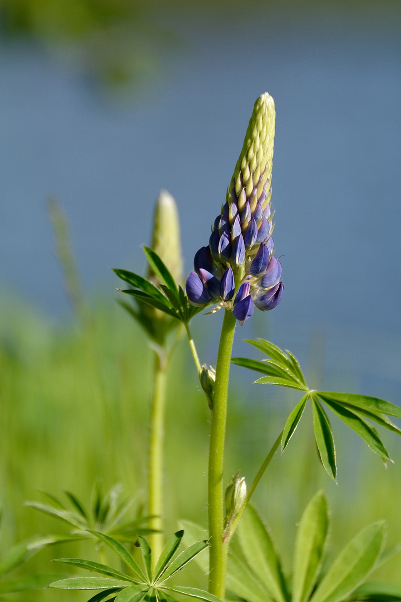 Lupine II