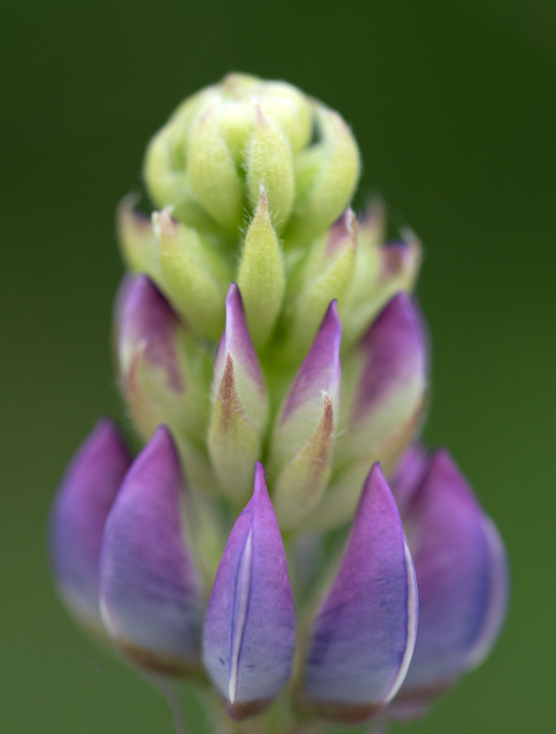 Lupine.jpg