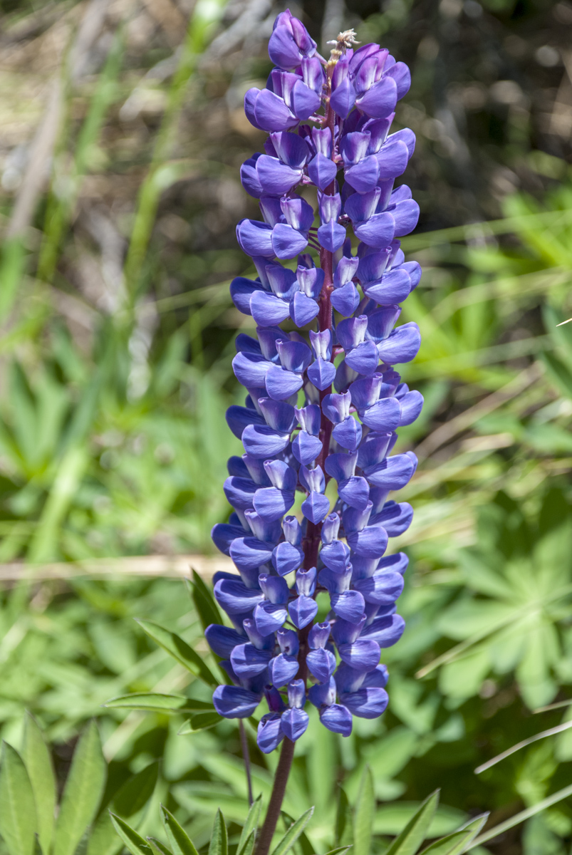Lupine