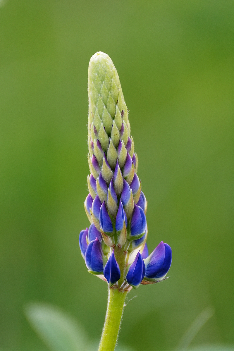 Lupine