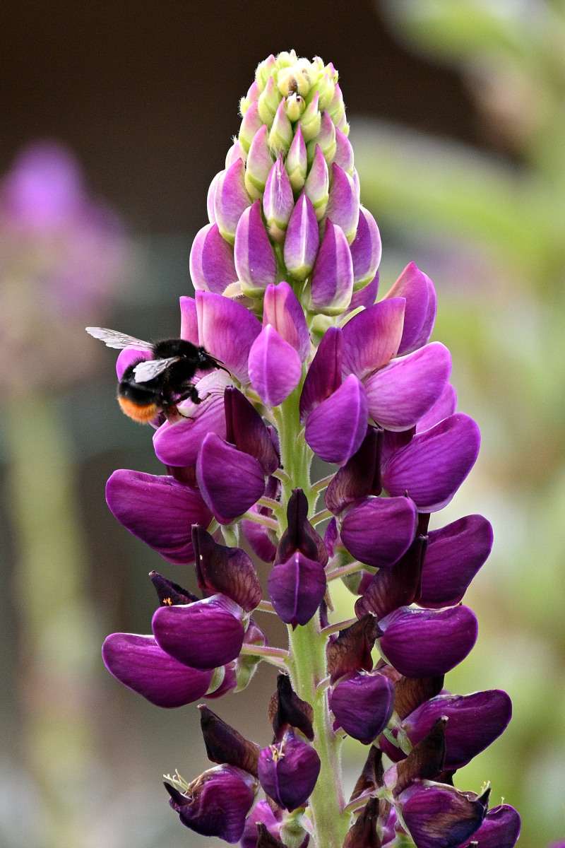 Lupine01.JPG