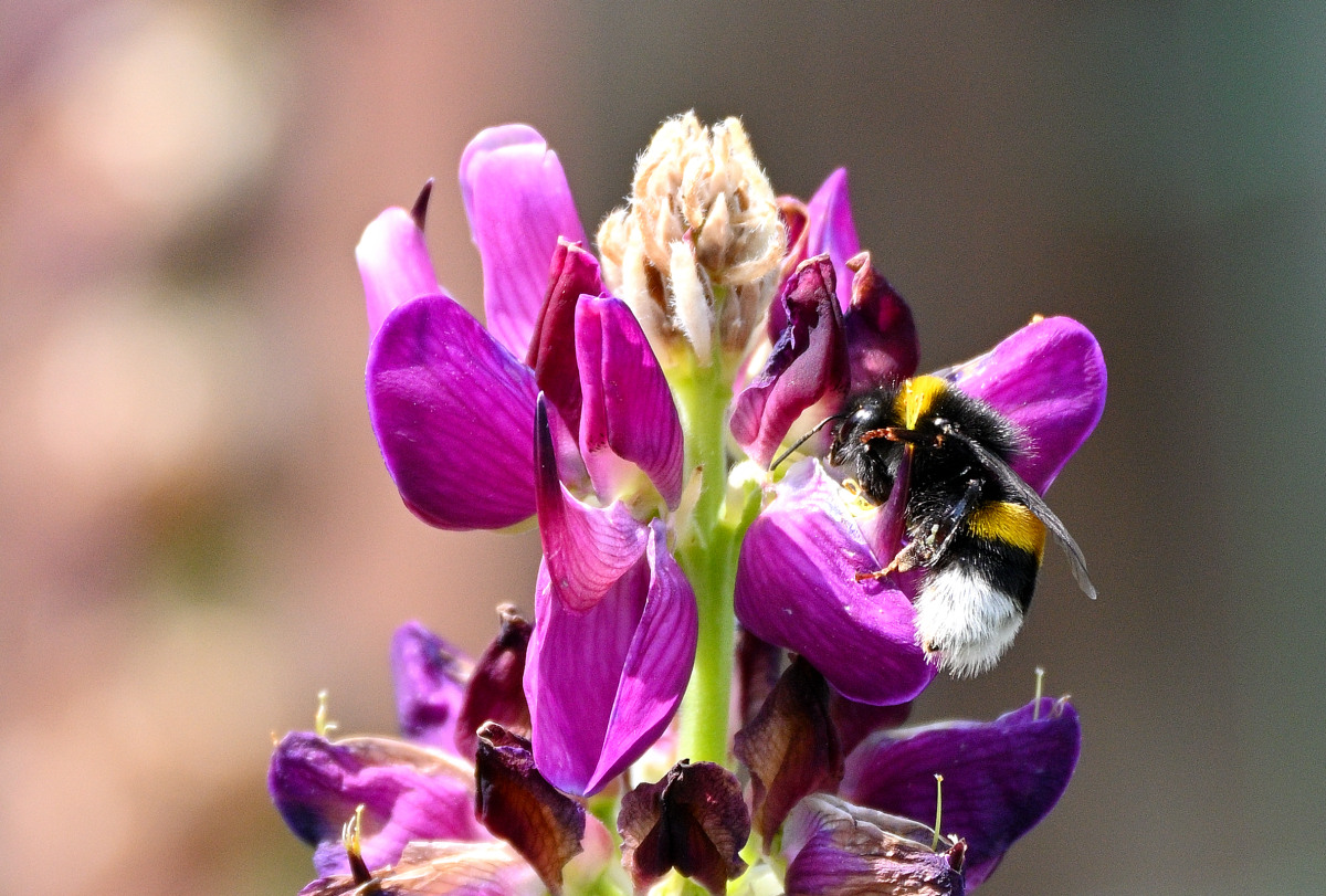 Lupine02.JPG