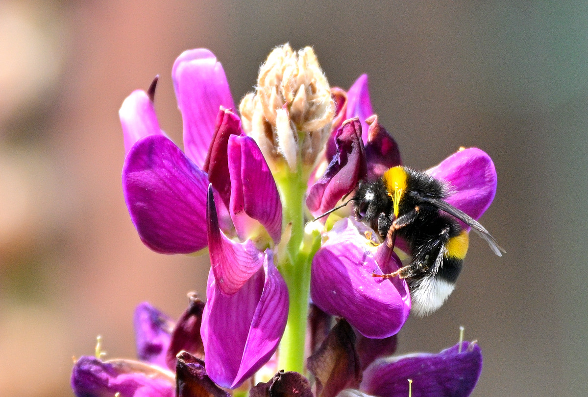 Lupine03.JPG