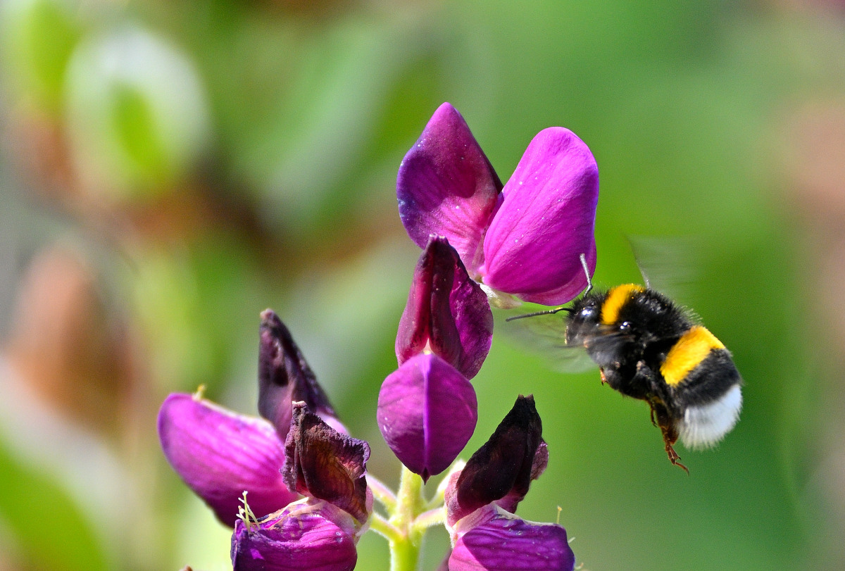 Lupine04.JPG