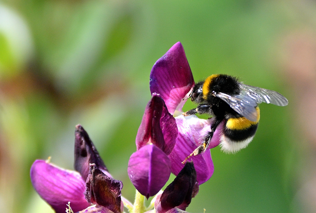 Lupine06.JPG