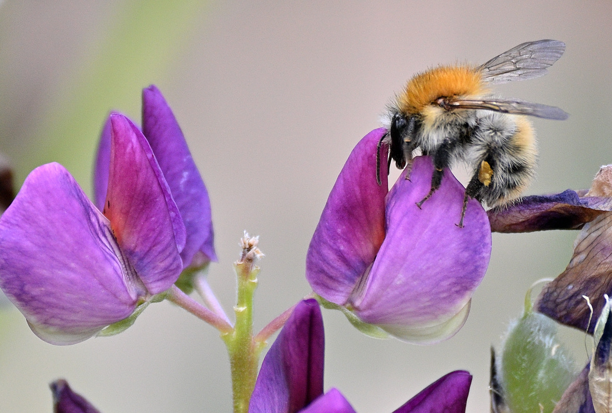 Lupine08.JPG