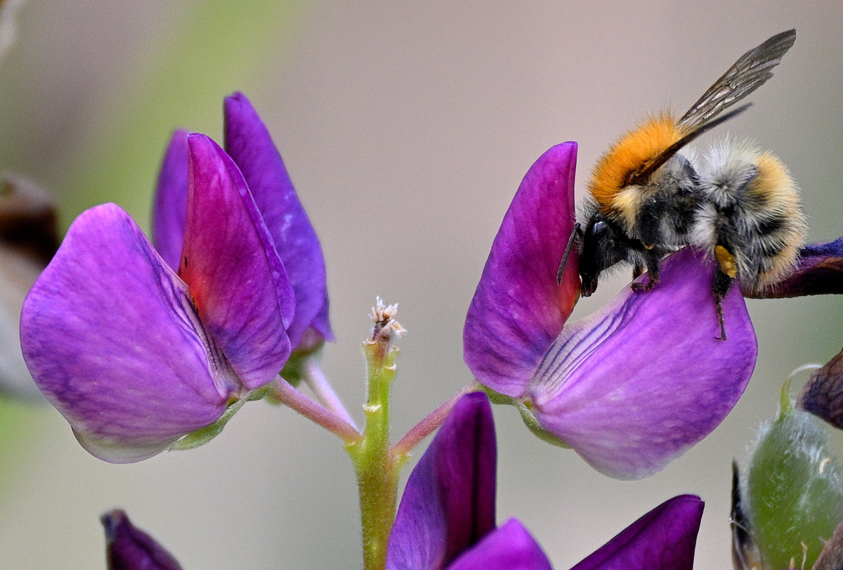 Lupine09.JPG