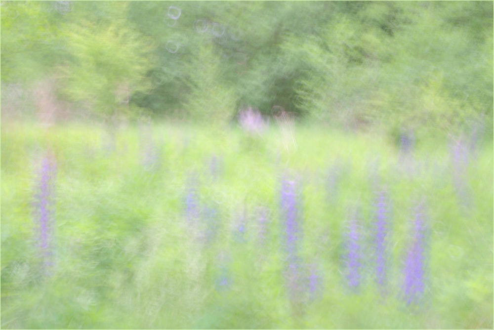 Lupinen
