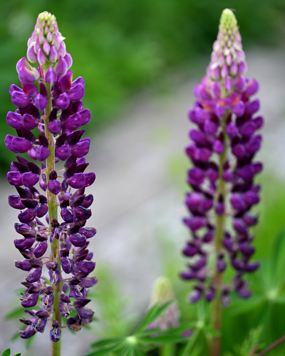 lupinen01.JPG