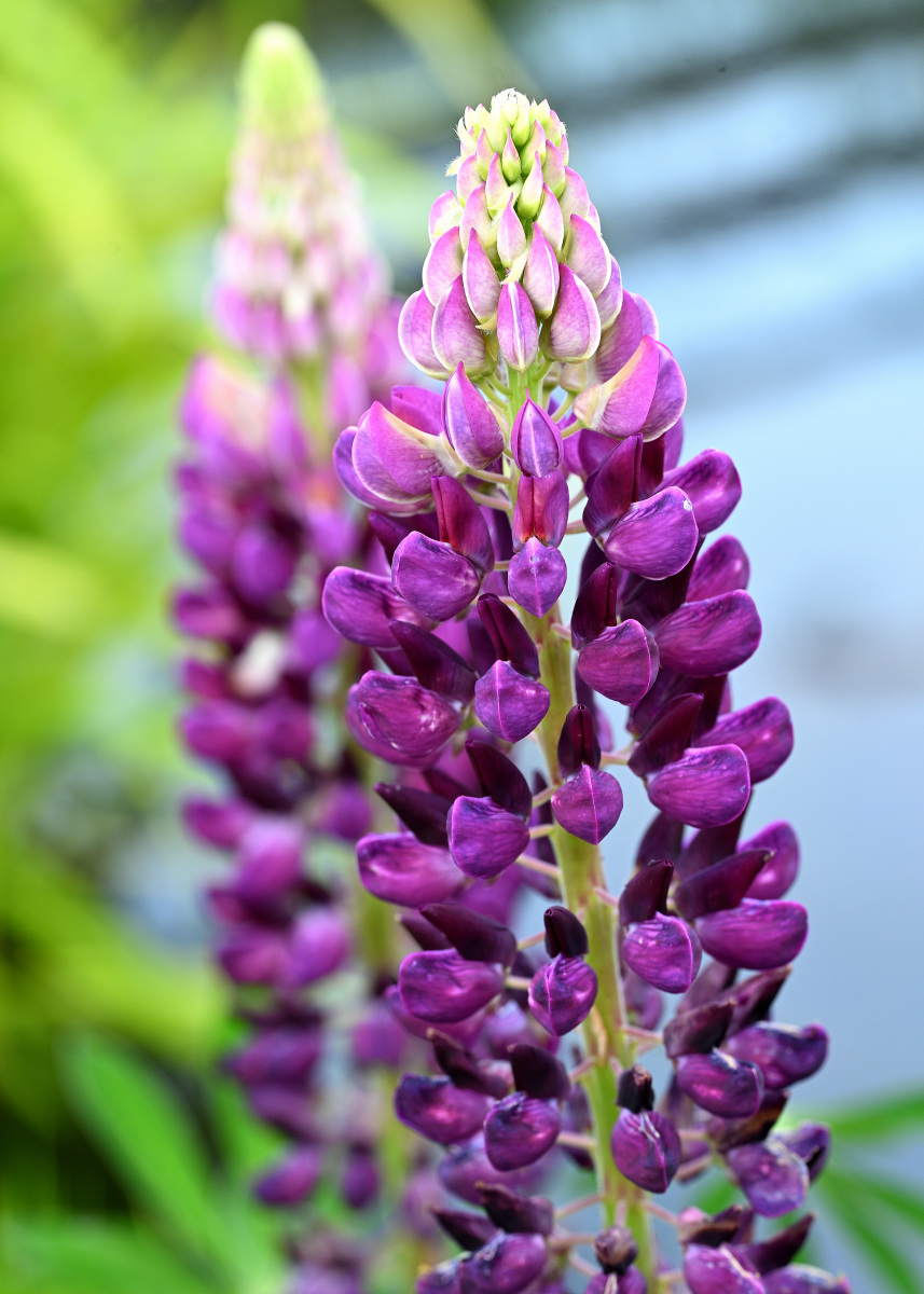 Lupinen02.JPG