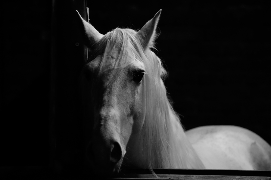 Lusitano