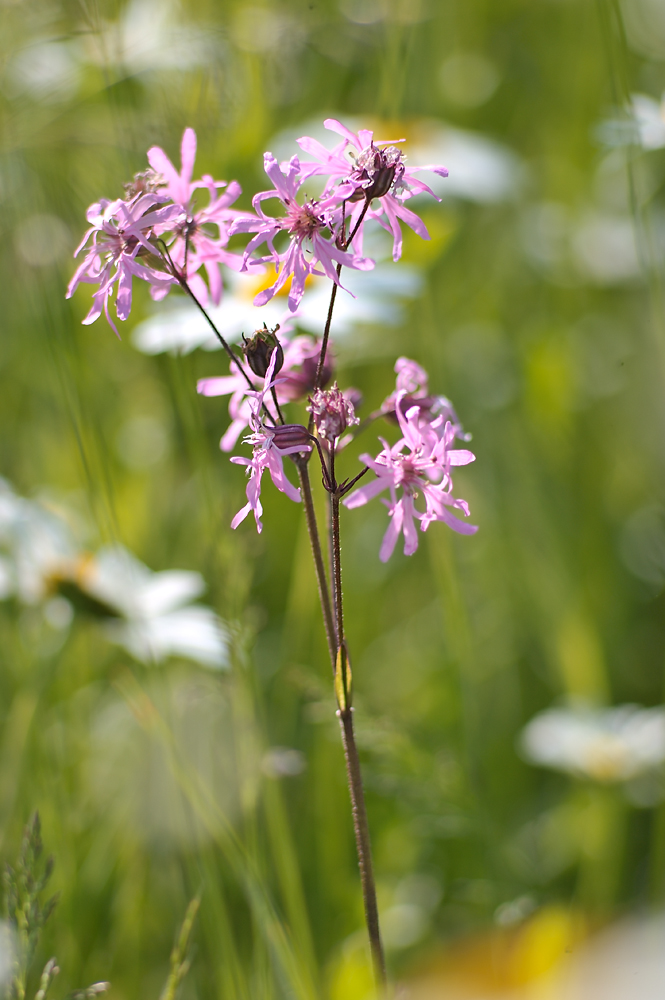 Lychnis STU 1000x665 DSC2754
