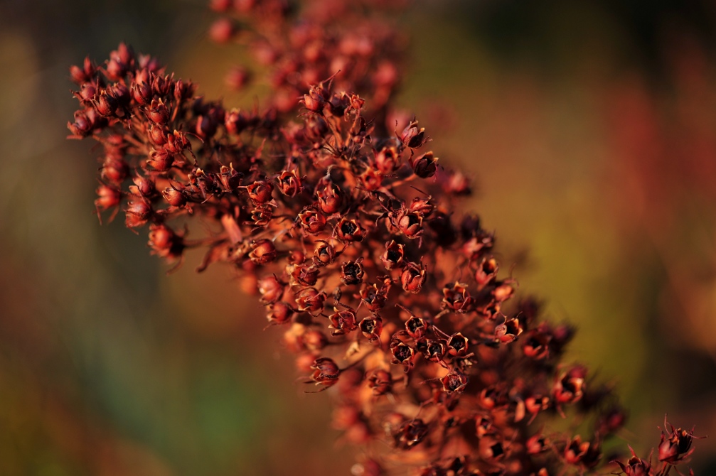 Lysimachia punctata 30. Okt in meinem Hausgarten