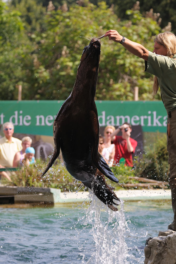 Mähnenrobbenfütterung 1