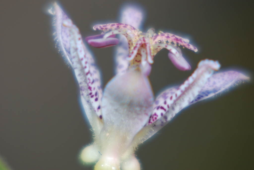 Märchenblüte