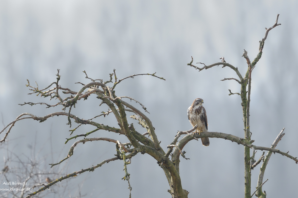 Mäusebussard  11B 4282 bearbeitet 13. Februar 2011 001 2